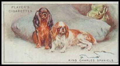 37 King Charles Spaniels